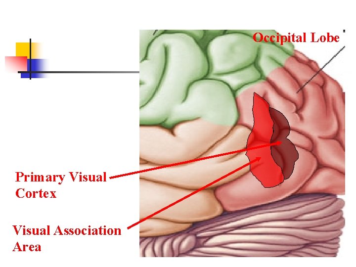 Occipital Lobe Primary Visual Cortex Visual Association Area 