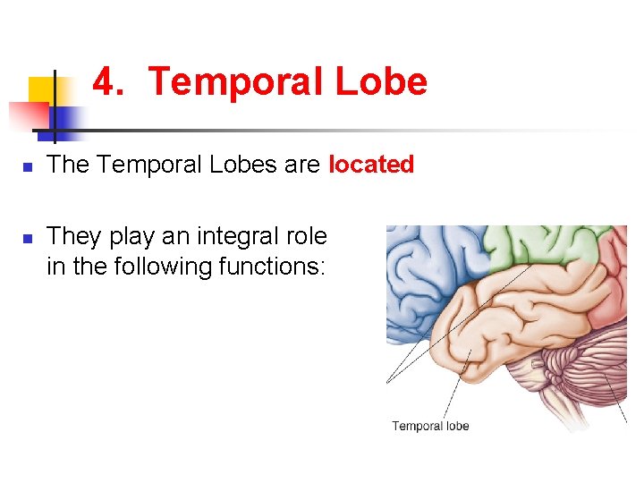 4. Temporal Lobe n n The Temporal Lobes are located They play an integral