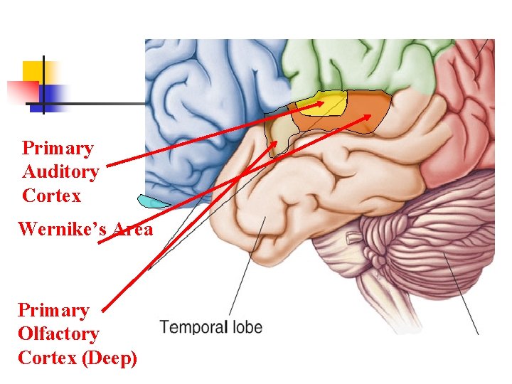 Primary Auditory Cortex Wernike’s Area Primary Olfactory Cortex (Deep) 