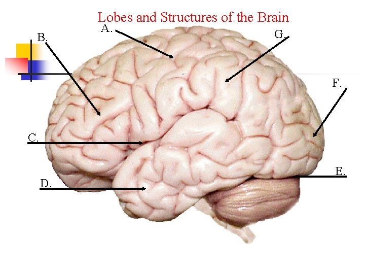 Lobes and Structures of the Brain B. A. G. F. C. D. E. 