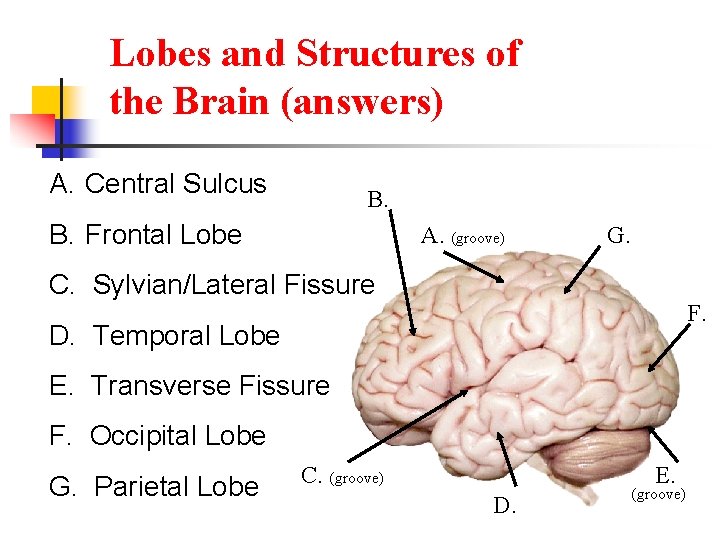 Lobes and Structures of the Brain (answers) A. Central Sulcus B. Frontal Lobe A.