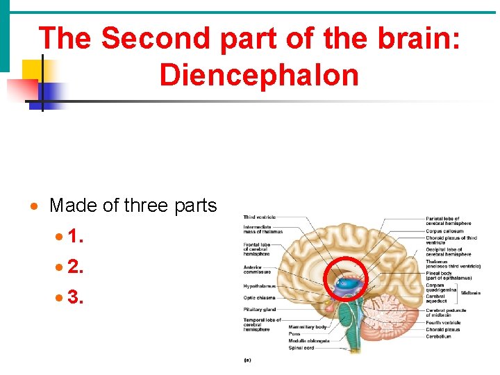 The Second part of the brain: Diencephalon · Made of three parts · 1.