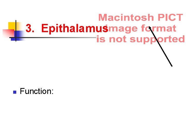 3. Epithalamus n Function: 