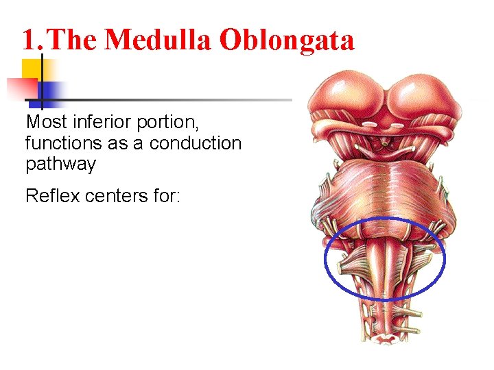1. The Medulla Oblongata Most inferior portion, functions as a conduction pathway Reflex centers