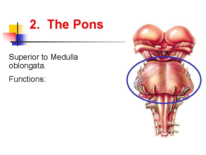 2. The Pons Superior to Medulla oblongata. Functions: 