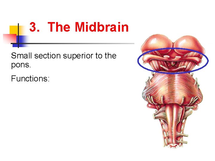 3. The Midbrain Small section superior to the pons. Functions: 