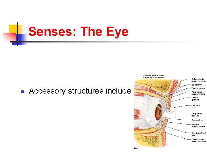 Senses: The Eye n Accessory structures include 
