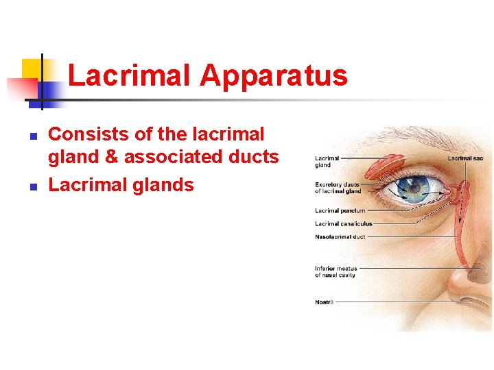 Lacrimal Apparatus n n Consists of the lacrimal gland & associated ducts Lacrimal glands