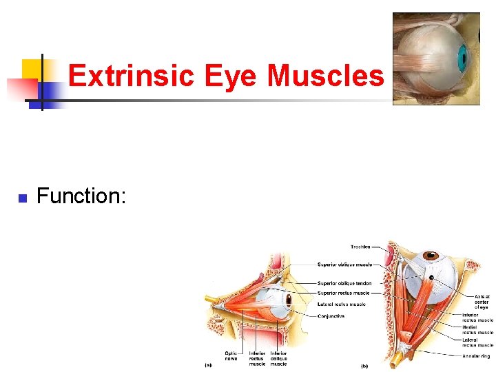 Extrinsic Eye Muscles n Function: 