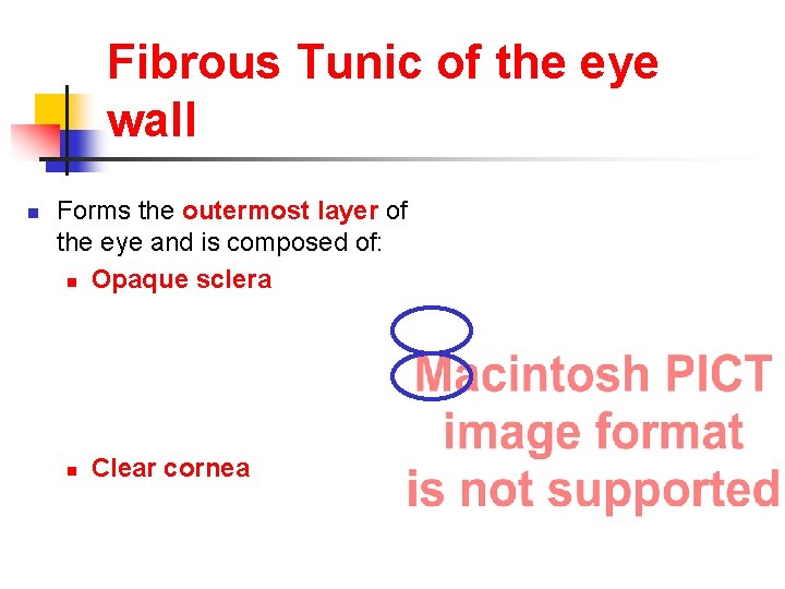 Fibrous Tunic of the eye wall n Forms the outermost layer of the eye