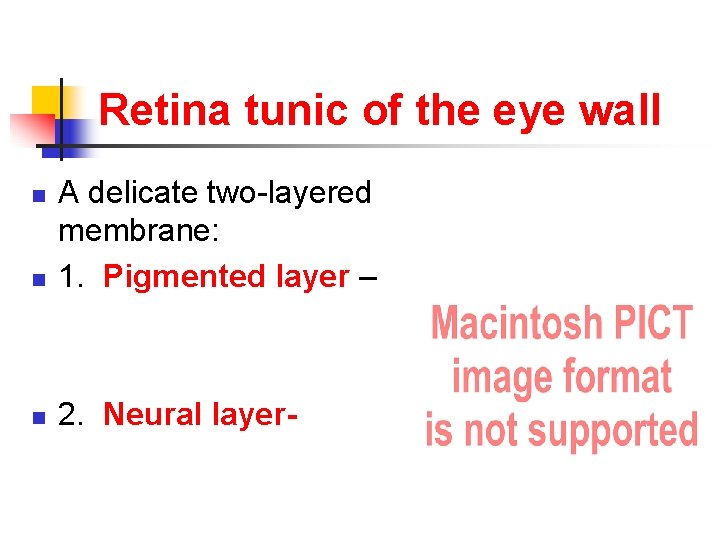 Retina tunic of the eye wall n A delicate two-layered membrane: 1. Pigmented layer