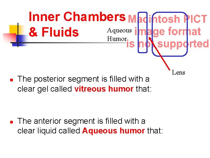 Inner Chambers Aqueous & Fluids Humor n n The posterior segment is filled with