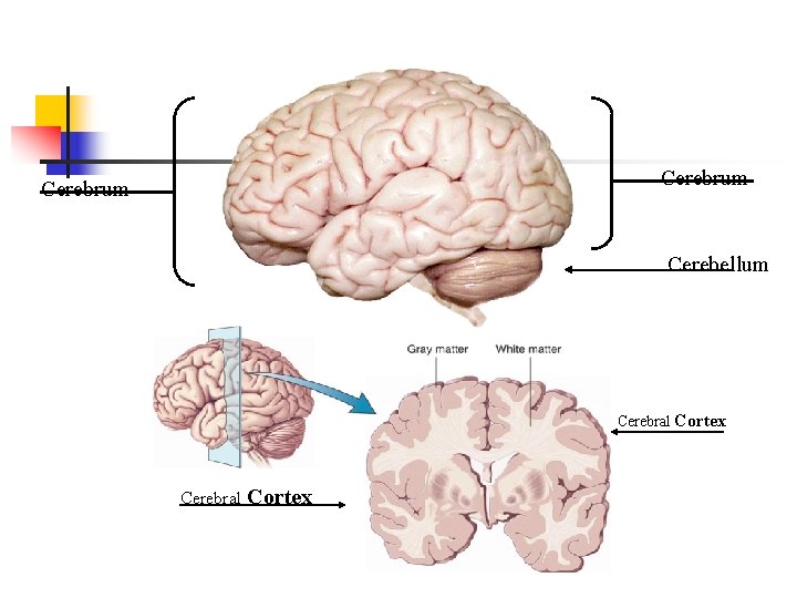 Cerebrum Cerebellum Cerebral Cortex 