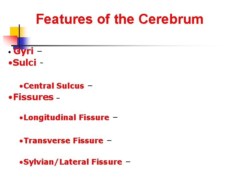 Features of the Cerebrum Gyri – • Sulci • • Central Sulcus – •