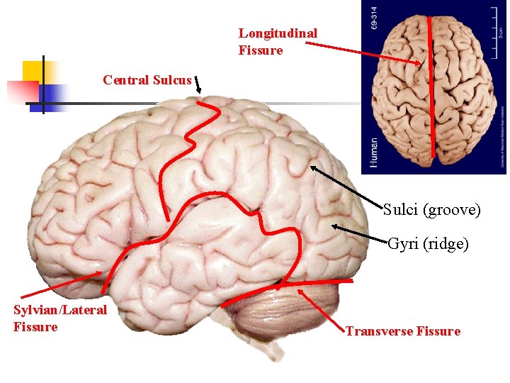 Longitudinal Fissure Central Sulcus Sulci (groove) Gyri (ridge) Sylvian/Lateral Fissure Transverse Fissure 