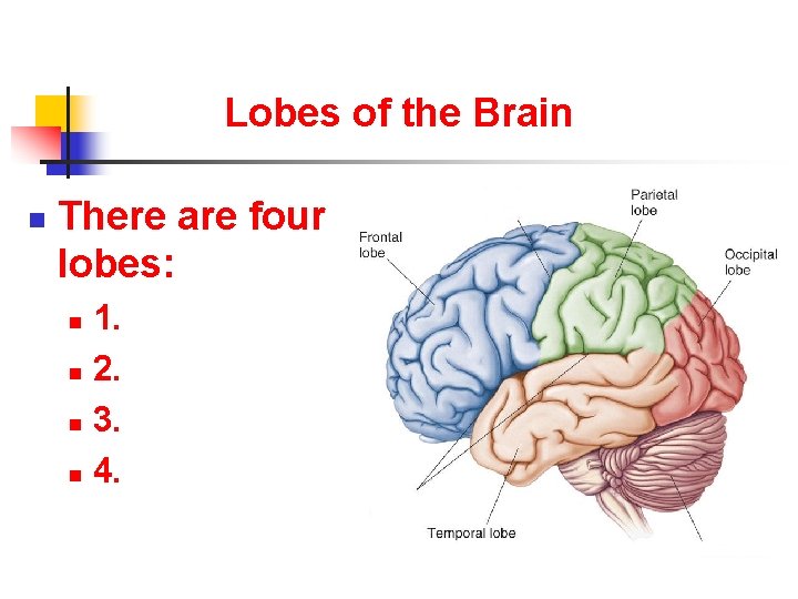 Lobes of the Brain n There are four lobes: 1. n 2. n 3.