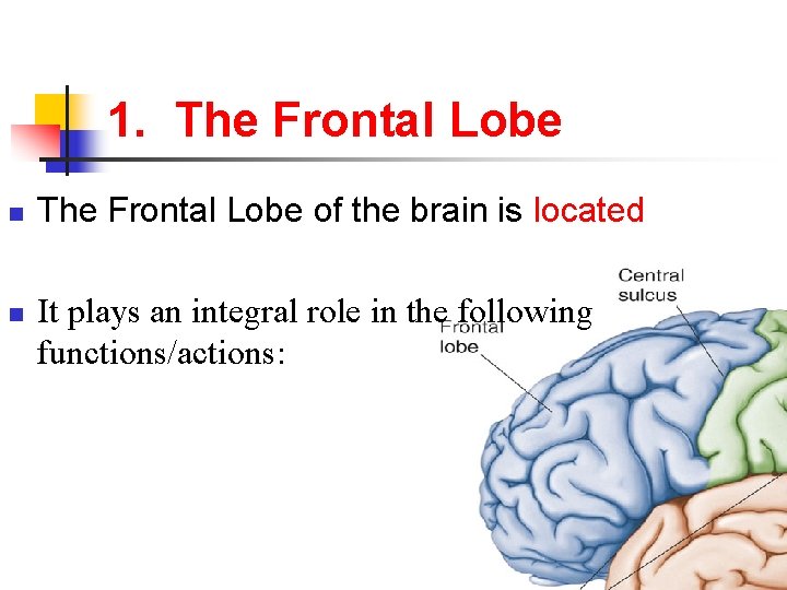 1. The Frontal Lobe n n The Frontal Lobe of the brain is located