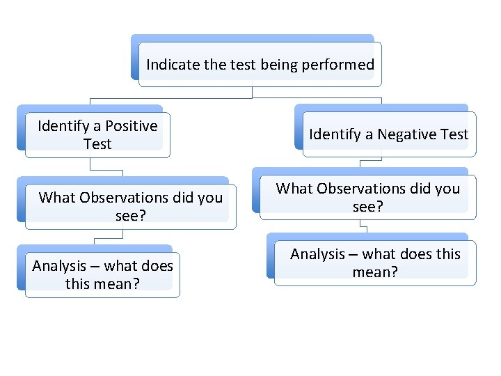 Indicate the test being performed Identify a Positive Test What Observations did you see?