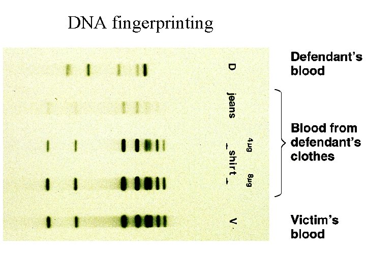 DNA fingerprinting 