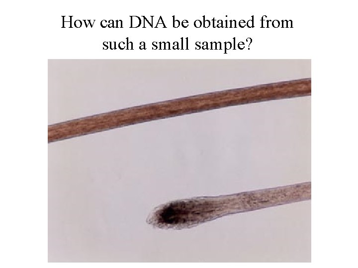 How can DNA be obtained from such a small sample? 