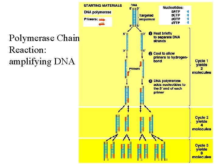 Polymerase Chain Reaction: amplifying DNA 