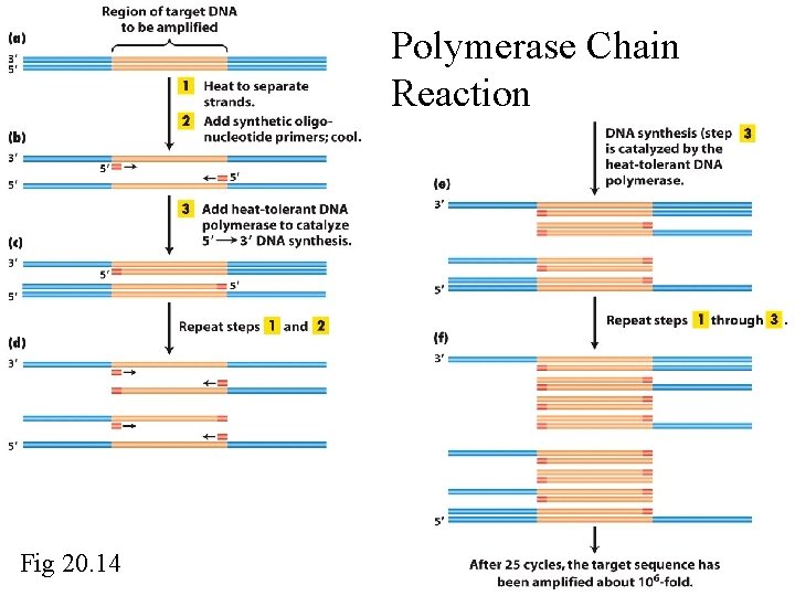 Polymerase Chain Reaction Fig 20. 14 