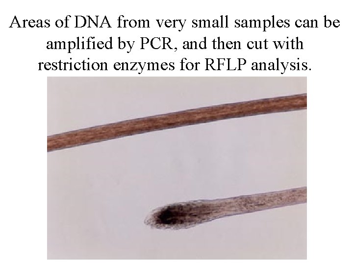 Areas of DNA from very small samples can be amplified by PCR, and then