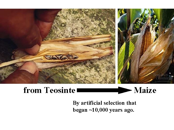 from Teosinte Maize By artificial selection that began ~10, 000 years ago. 