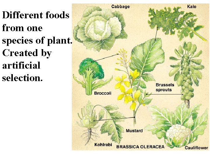 Different foods from one species of plant. Created by artificial selection. 