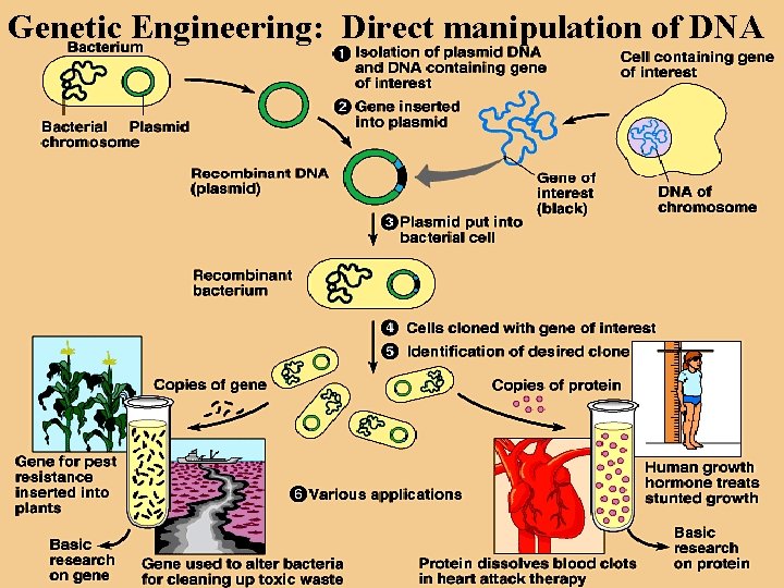 Genetic Engineering: Direct manipulation of DNA 