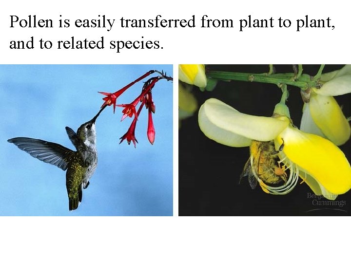 Pollen is easily transferred from plant to plant, and to related species. 