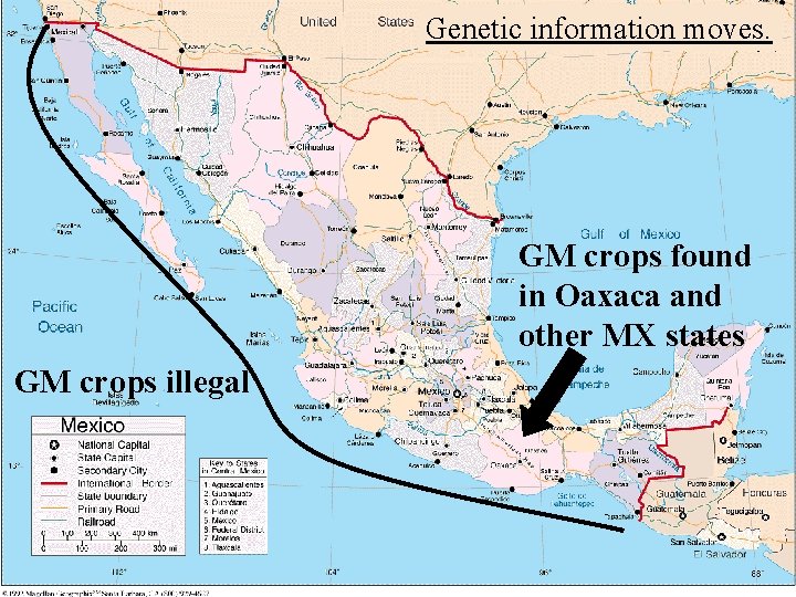 Genetic information moves. GM crops found in Oaxaca and other MX states GM crops