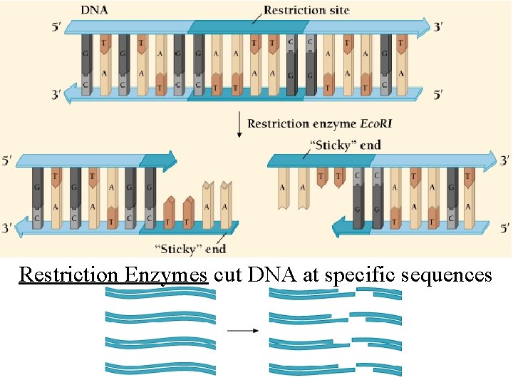 Restriction Enzymes cut DNA at specific sequences 
