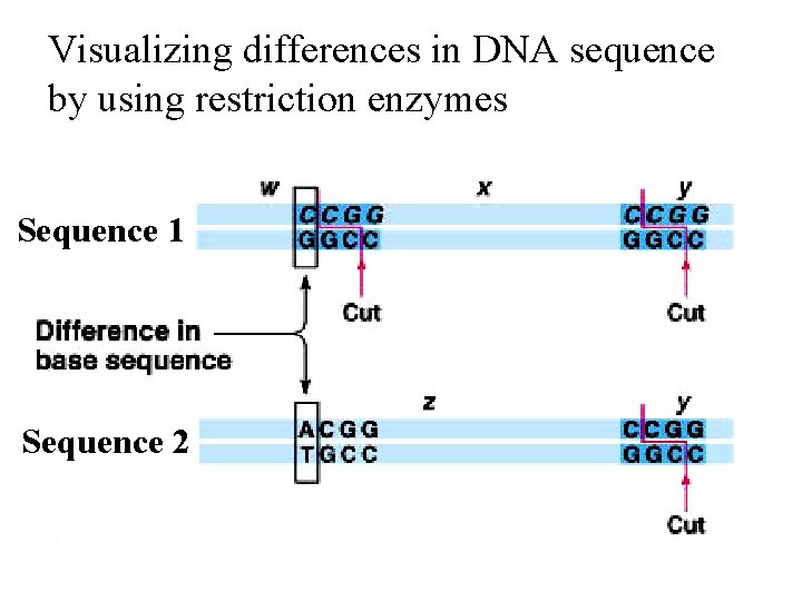 Visualizing differences in DNA sequence by using restriction enzymes Sequence 1 Sequence 2 