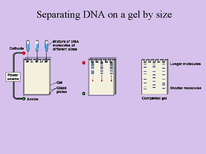 Separating DNA on a gel by size 