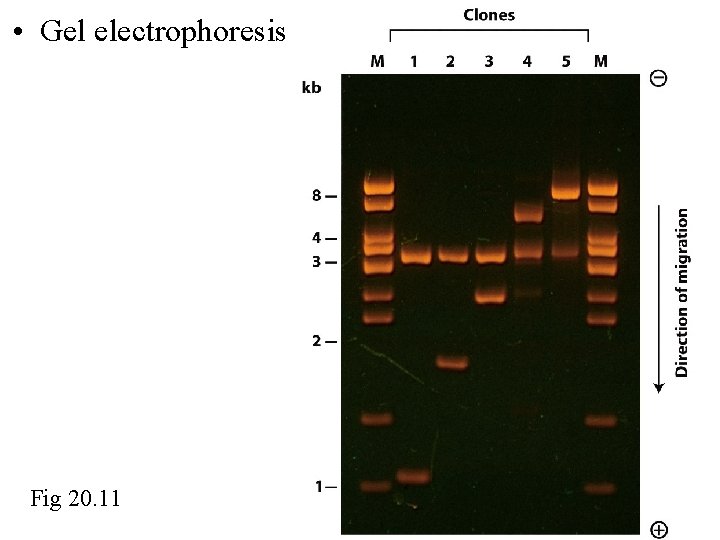  • Gel electrophoresis Fig 20. 11 