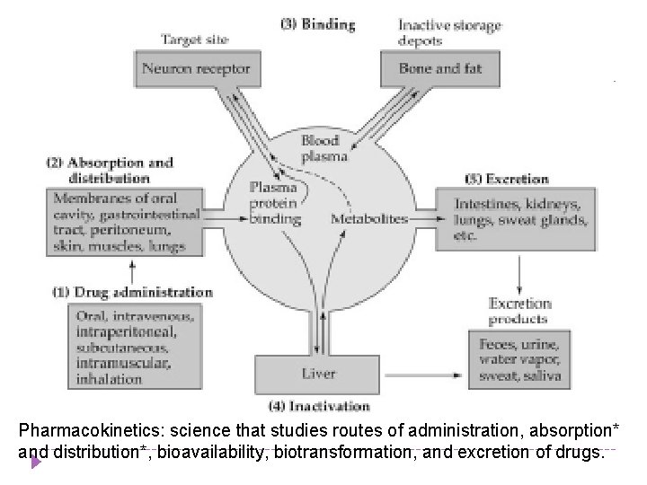 Pharmacokinetics: science that studies routes of administration, absorption* and distribution*, bioavailability, biotransformation, and excretion