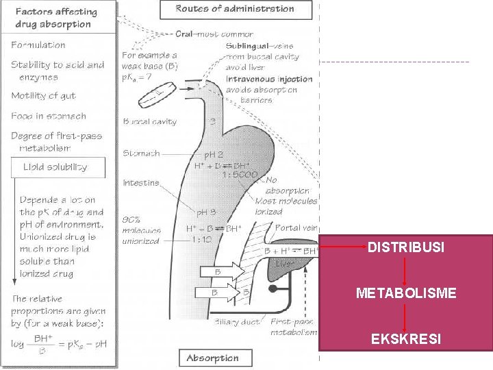 DISTRIBUSI METABOLISME EKSKRESI 