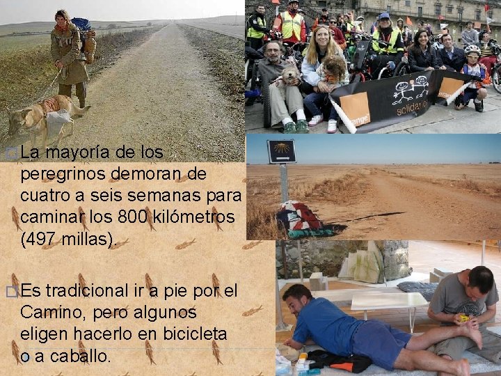 � La mayoría de los peregrinos demoran de cuatro a seis semanas para caminar