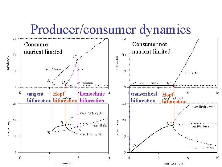 Producer/consumer dynamics Consumer nutrient limited tangent Hopf homoclinic bifurcation Consumer not nutrient limited transcritical