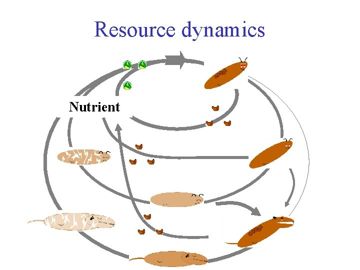 Resource dynamics Nutrient 