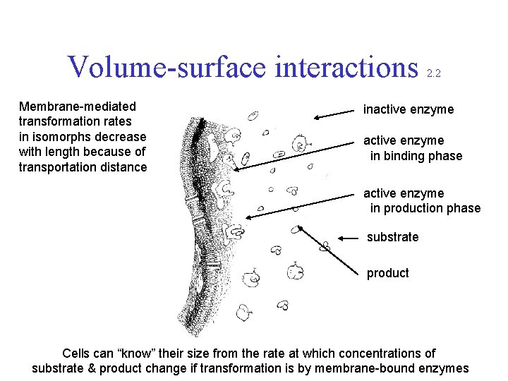 Volume-surface interactions Membrane-mediated transformation rates in isomorphs decrease with length because of transportation distance