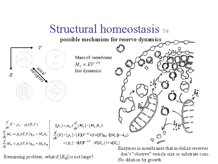 Structural homeostasis 7. 6 possible mechanism for reserve dynamics V E on usu to