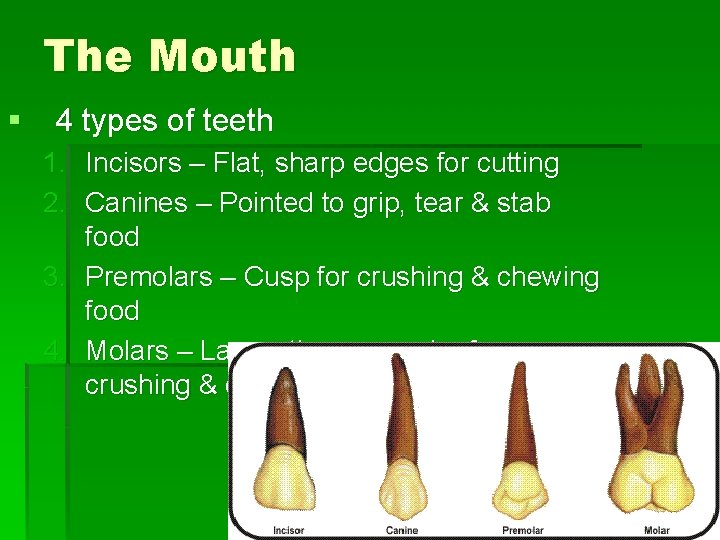 The Mouth § 4 types of teeth 1. Incisors – Flat, sharp edges for