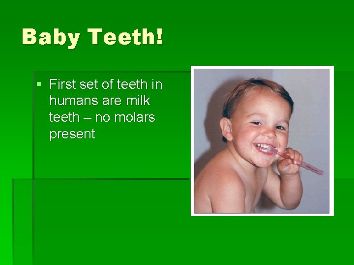 Baby Teeth! § First set of teeth in humans are milk teeth – no