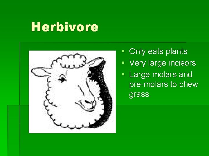 Herbivore § § § Only eats plants Very large incisors Large molars and pre-molars