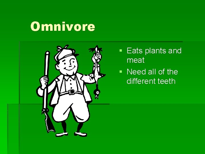 Omnivore § Eats plants and meat § Need all of the different teeth 