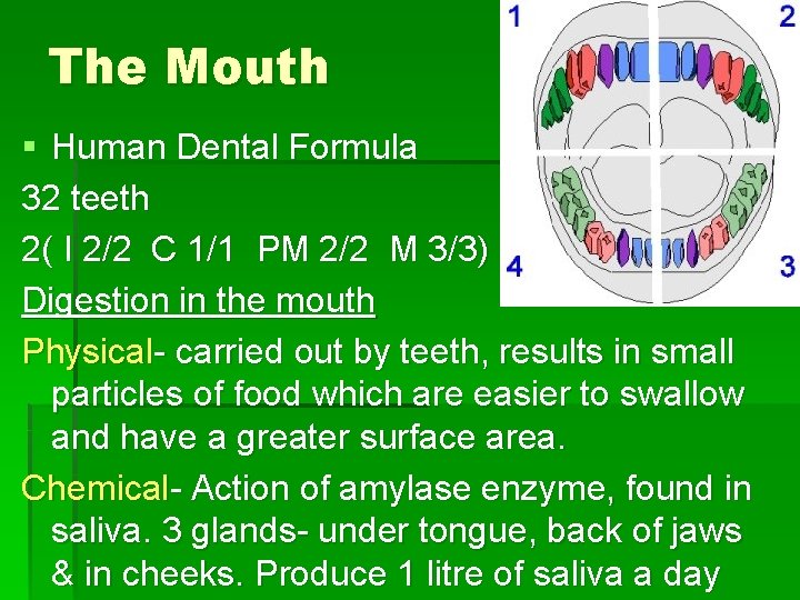 The Mouth § Human Dental Formula 32 teeth 2( I 2/2 C 1/1 PM