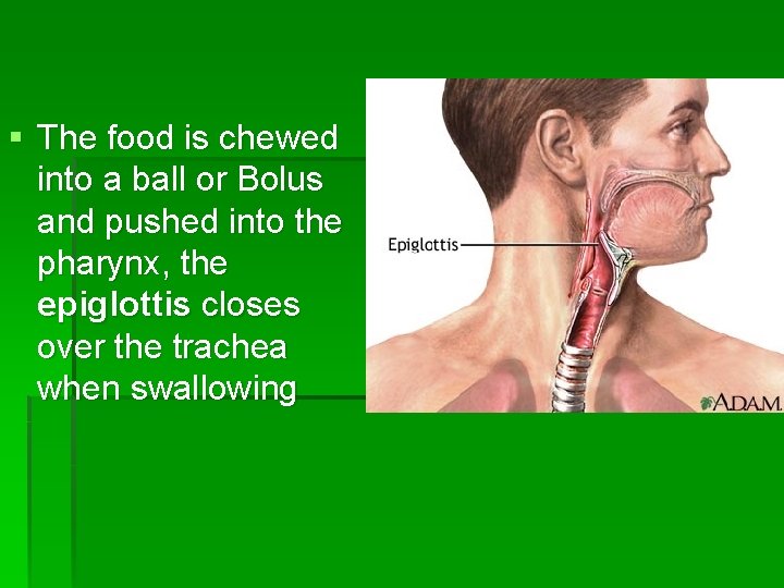 § The food is chewed into a ball or Bolus and pushed into the