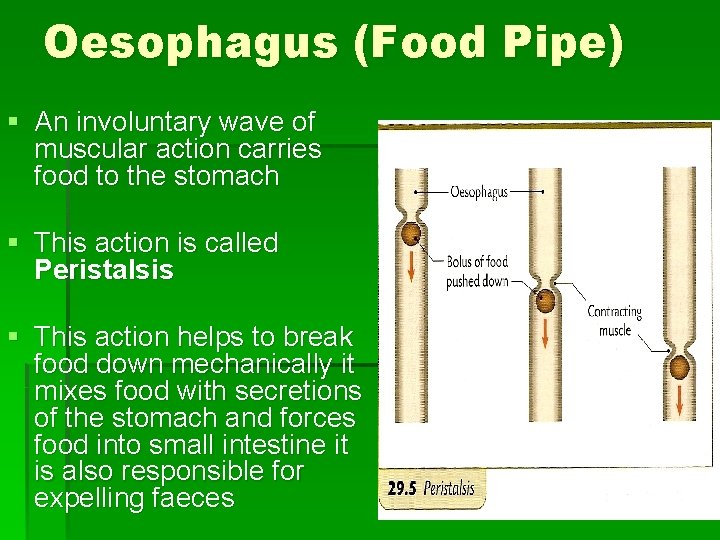 Oesophagus (Food Pipe) § An involuntary wave of muscular action carries food to the